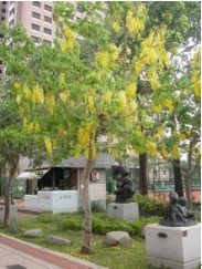 Image:阿勃勒開花時相當漂亮，似滿樹金黃，故有「黃金雨」之美稱.jpg
