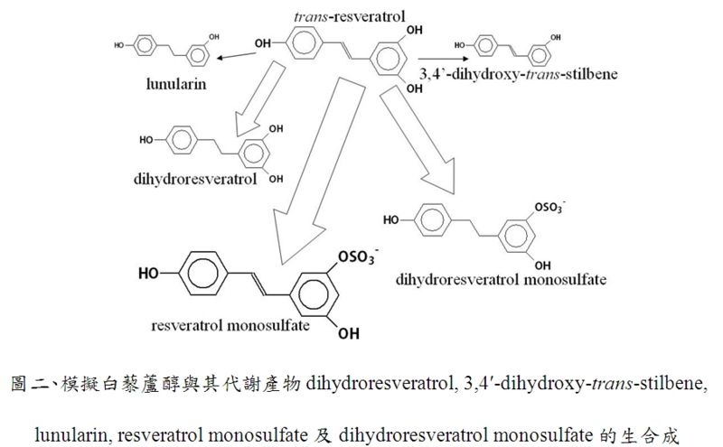 Image:模擬白藜蘆醇與其代謝產物.jpg
